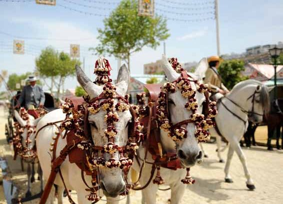 White horses harnessed from a horse carriage at the April Fair i